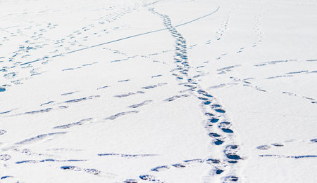 Multiple footprints on the snowの写真素材