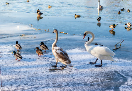 Ducks and swans on the frozen pondの写真素材