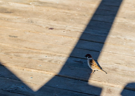 Close up shot of the sparrowの写真素材
