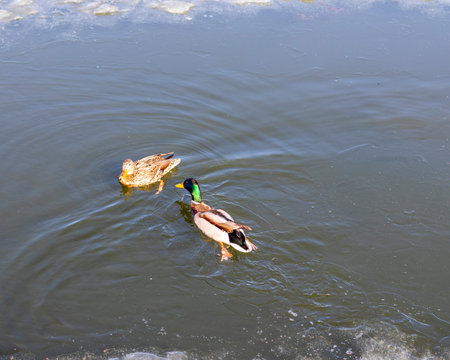 Ducks on frozen lakeの写真素材