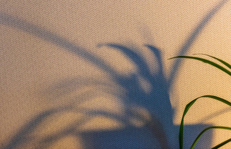 Indoor house plant casting shadow to the wall behindの写真素材