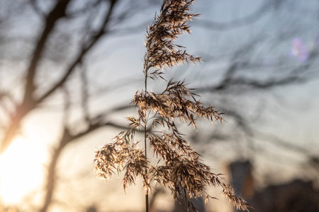 Close ups shot of the dried reedの写真素材