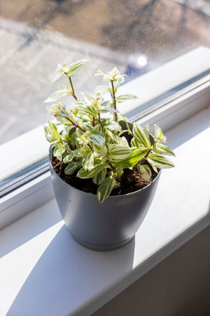 Various indoor plants on the windowsill in the apartmentの写真素材