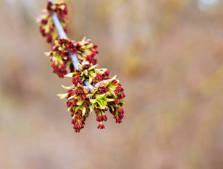 Close up shot of the tree branch with blossoming budsの写真素材