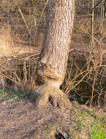 Shot of the tree gnawed by beaverの写真素材