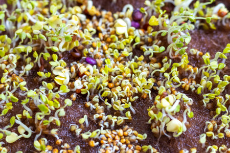 Freshly sprouted shoots of micro greens on the jute matの写真素材