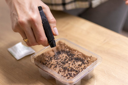 Person waters, sprays the seeds of micro greens in jute mat in the plastic container
