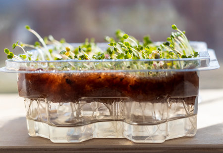 Freshly sprouted shoots of micro greens in the plastic container on the jute matの写真素材