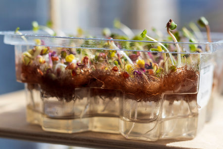 Freshly sprouted shoots of micro greens in the plastic container on the jute matの写真素材