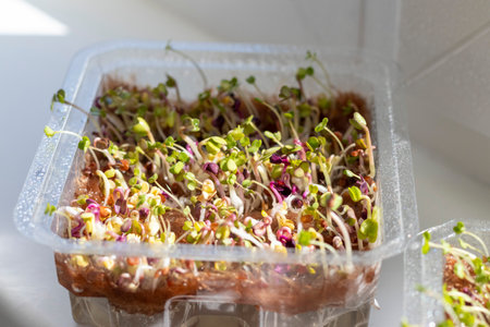Freshly sprouted shoots of micro greens in the plastic container on the jute matの写真素材