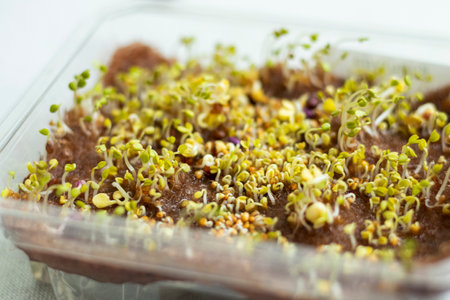Freshly sprouted shoots of micro greens in the plastic container
