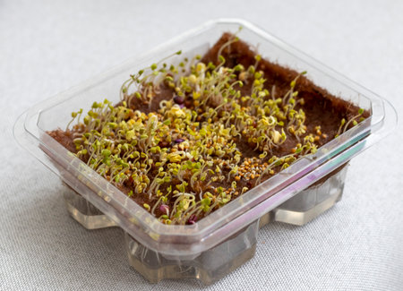 Freshly sprouted shoots of micro greens in the plastic containerの写真素材