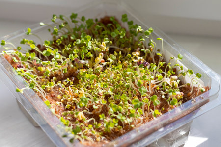 Freshly sprouted shoots of micro greens in the plastic container on the jute matの写真素材