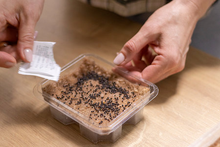 Person plants seeds of micro greens to the jute mat.の写真素材