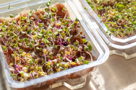 Freshly sprouted shoots of micro greens in the plastic container on the jute matの写真素材