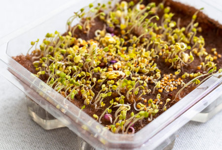 Freshly sprouted shoots of micro greens in the plastic containerの写真素材
