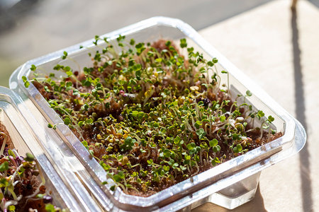 Freshly sprouted shoots of micro greens in the plastic container on the jute matの写真素材