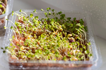 Freshly sprouted shoots of micro greens in the plastic container on the jute matの写真素材