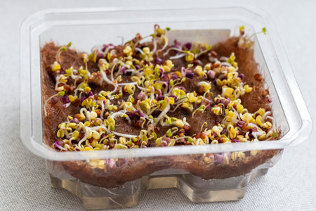 Freshly sprouted shoots of micro greens in the plastic containerの写真素材