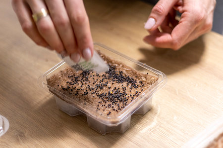 Person plants seeds of micro greens to the jute mat.の写真素材