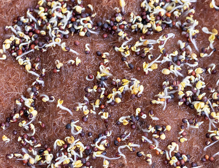 Freshly sprouted shoots of micro greens on the jute matの写真素材