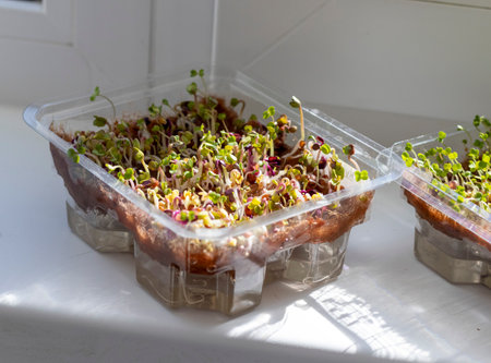 Freshly sprouted shoots of micro greens in the plastic container on the jute matの写真素材