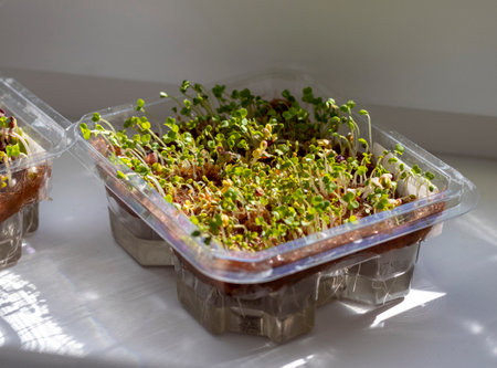 Freshly sprouted shoots of micro greens in the plastic container on the jute matの写真素材