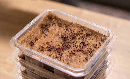 Stacked plastic containers with watered seeds of micro greens on jute matsの写真素材