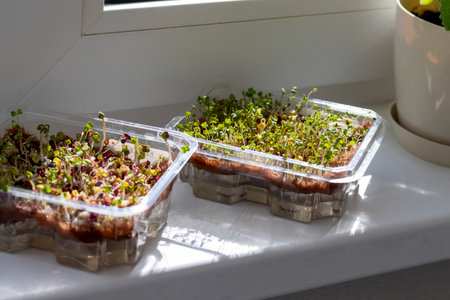 Freshly sprouted shoots of micro greens in the plastic container on the jute matの写真素材