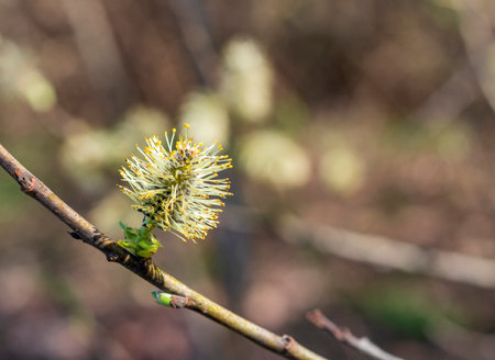Salix caprea tree buds and leaves bloomの写真素材