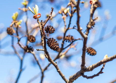 Leaves bloom on the alder tree in springの写真素材