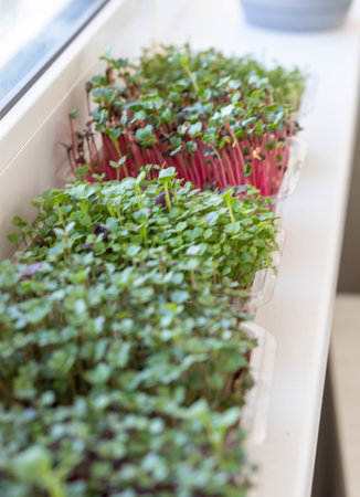 Freshly sprouted shoots of micro greens in the plastic containers on the jute mat. Placed on the...