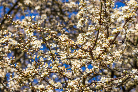 Cherry tree blooming with the flowersの写真素材