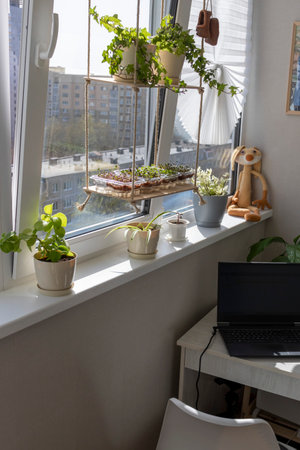 Freshly sprouted shoots of micro greens in the plastic containers on the jute mat. Placed on the wooden shelf in the balcony of the modern apartmentの写真素材