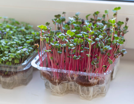 Freshly sprouted shoots of micro greens in the plastic containerの写真素材