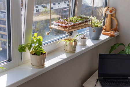 Freshly sprouted shoots of micro greens in the plastic containers on the jute mat. Placed on the wooden shelf in the balcony of the modern apartmentの写真素材