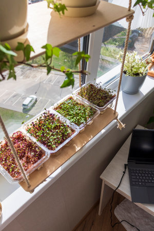 Freshly sprouted shoots of micro greens in the plastic containers on the jute mat. Placed on the wooden shelf in the balcony of the modern apartmentの写真素材