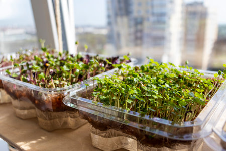 Freshly sprouted shoots of micro greens in the plastic containers on the jute mat. Placed on the wooden shelf in the balcony of the modern apartmentの写真素材