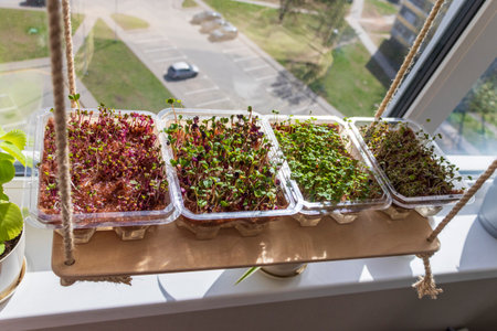 Freshly sprouted shoots of micro greens in the plastic containers on the jute mat. Placed on the wooden shelf in the balconyの写真素材