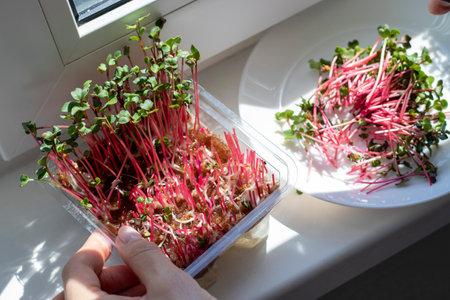 Woman cuts of the micro greens in the plastic containerの写真素材