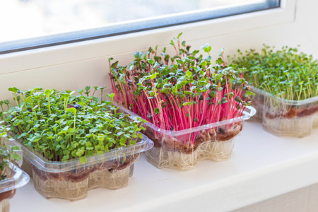 Freshly sprouted shoots of micro greens in the plastic containers on the jute mat. Placed on the windowsill in the balcony of the modern apartmentの写真素材