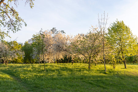 Shot of the trees in the garden blooming with leaves and flowersの写真素材