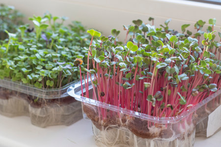 Freshly sprouted shoots of micro greens in the plastic containers on the jute mat. Placed on the windowsill in the balcony of the modern apartmentの写真素材
