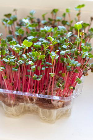 Freshly sprouted shoots of micro greens in the plastic containerの写真素材