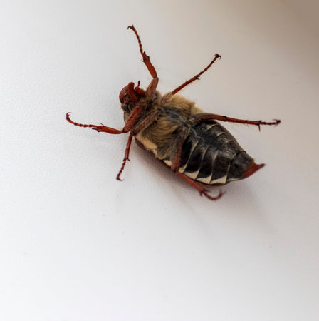 Close up shot of the overturned cockchaferの写真素材