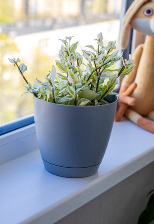 Aesthetic shot of the home pot plants on the windowsill of the modern apartmentの写真素材