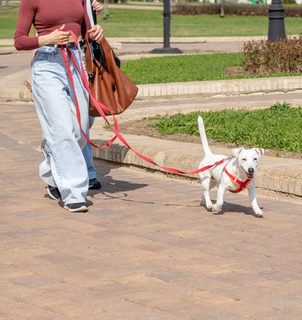 Young woman walks her dog out in the parkの写真素材
