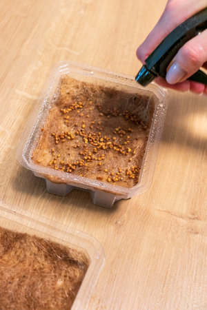 Person waters, sprays the seeds of micro greens in jute mat in the plastic containerの写真素材