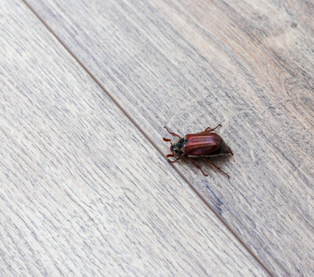 Close up shot of the cockchaferの写真素材