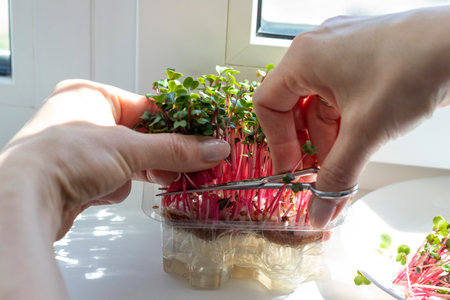 Woman cuts of the micro greens in the plastic containerの写真素材